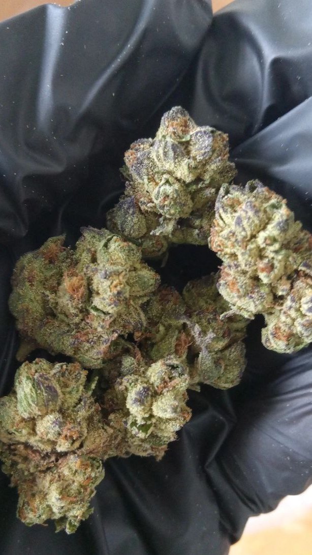 Cap Junky (Alien Cookies x Kush Mints #11)